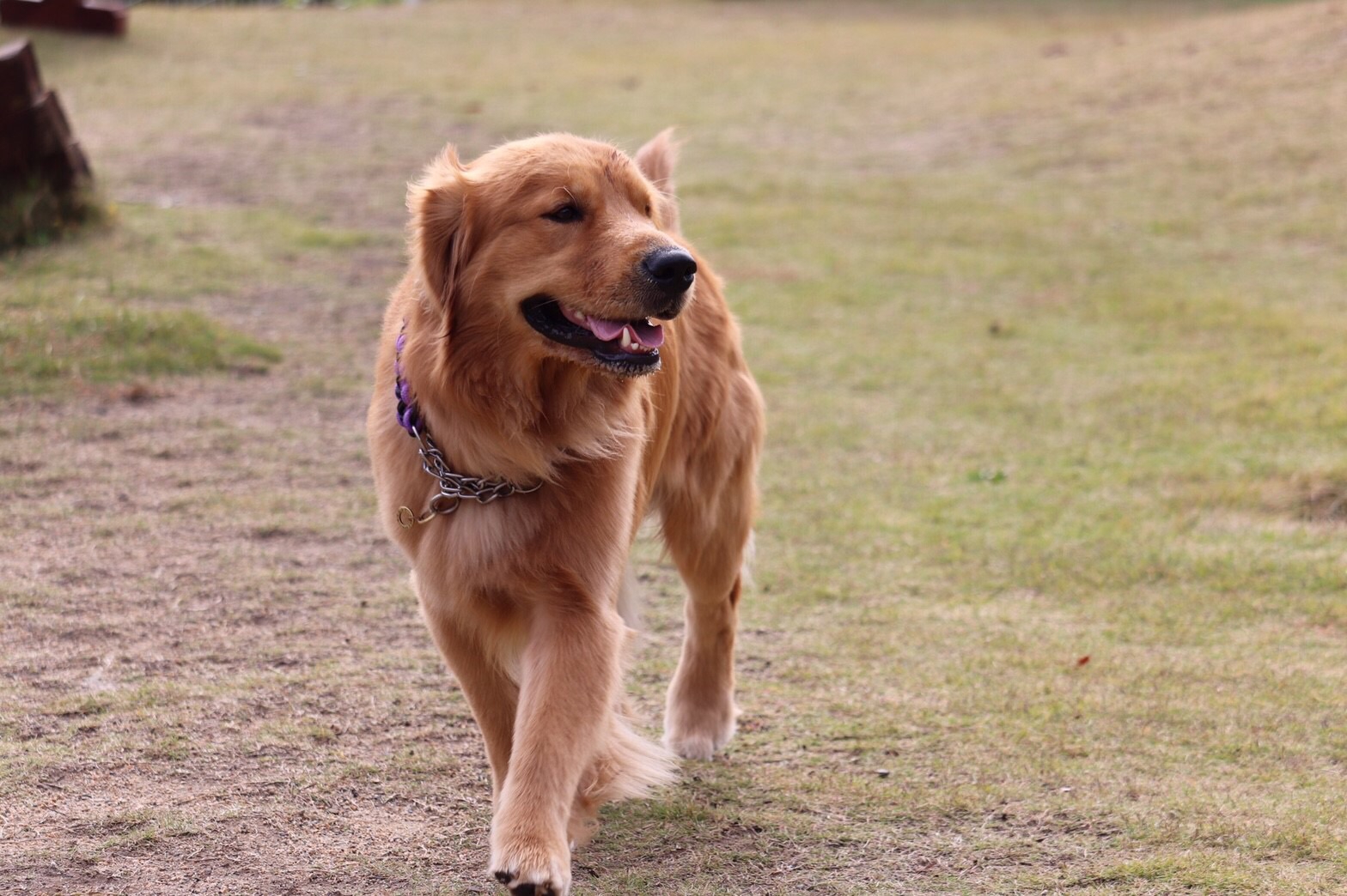 Profile Golden Retrieverホームページ Albalize Golden Retriever