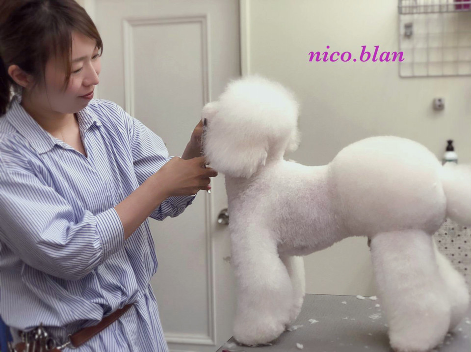 デザインカット追加料金について Dog Salon Nico Blan ドッグサロン ニコブラン