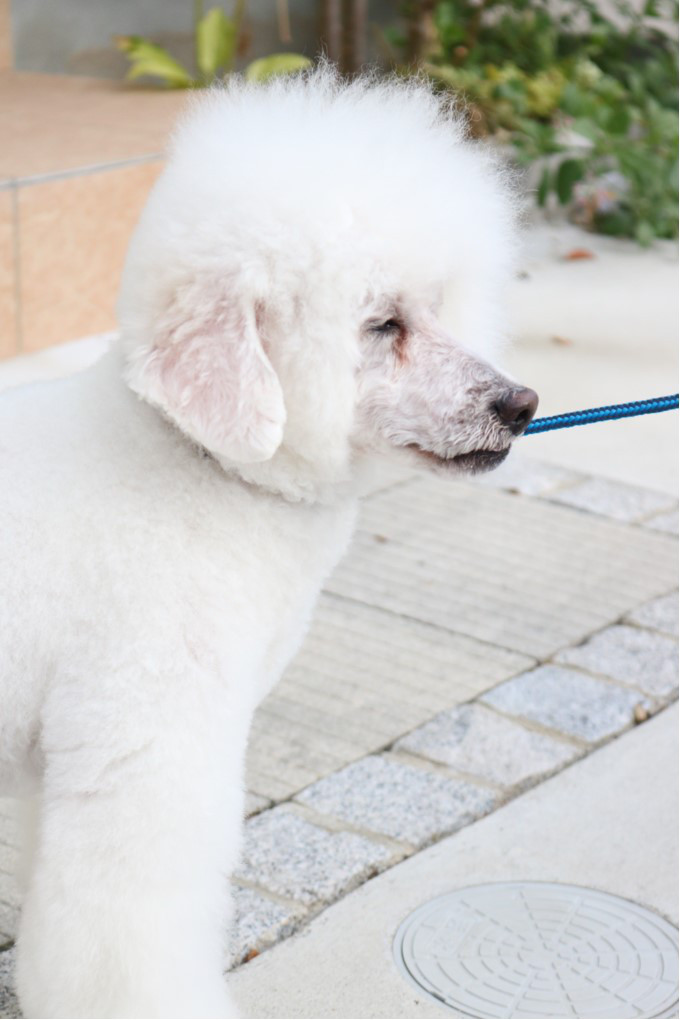 アルパカはじめました Dog Salon Nico Blan ドッグサロン ニコブラン アルパカはじめました Dog Salon Nico Blan ドッグサロン ニコブラン