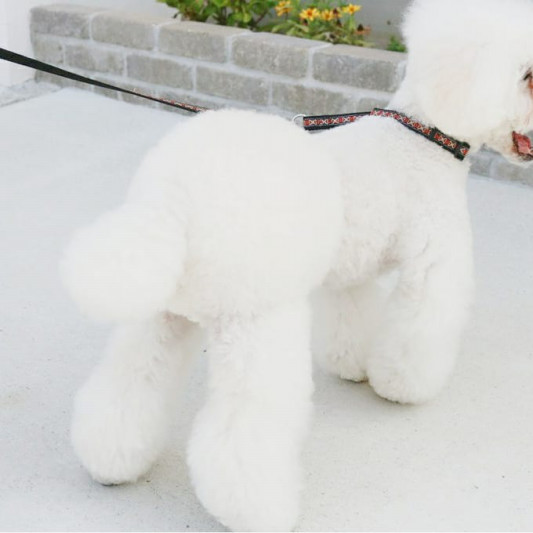 デザインカット追加料金について Dog Salon Nico Blan ドッグサロン ニコブラン デザインカット追加料金について Dog Salon Nico Blan ドッグサロン ニコブラン