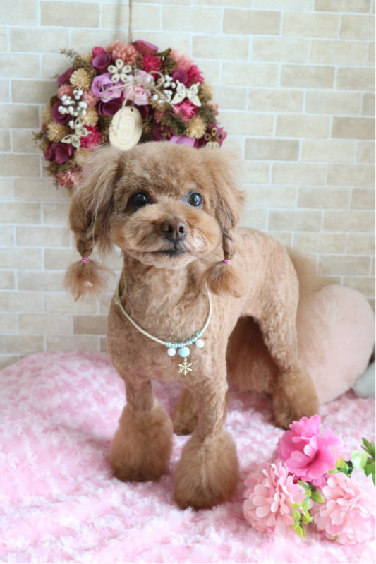 お客様わんこ Dog Salon Nico Blan ドッグサロン ニコブラン