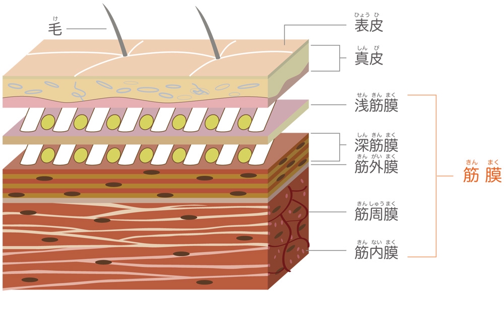 最近流行りの筋膜リリースの筋膜とは？ | あんず美容整体サロン