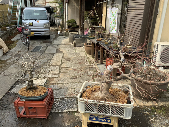 盆栽の植え替え もみじ盆栽量産中 笠間 小池商店