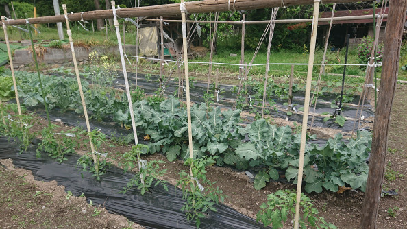 夏野菜のつっかえ棒をしました 100w 100ワット 大人ときめく 女性のためにアロマサロン