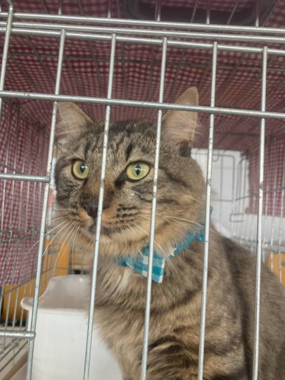 かすやねこ😸2023年 | かすやねこ