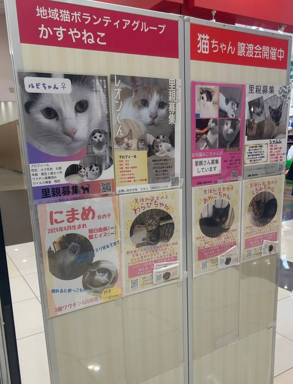 パネル展示による猫の譲渡会報告】 | かすやねこ