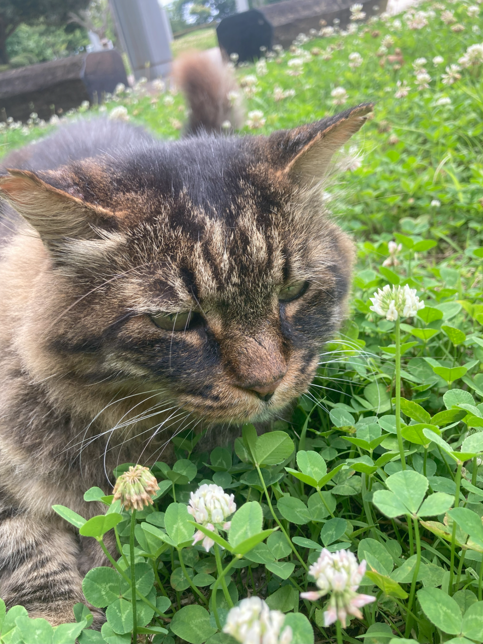 かすやねこ😸2023年 | かすやねこ