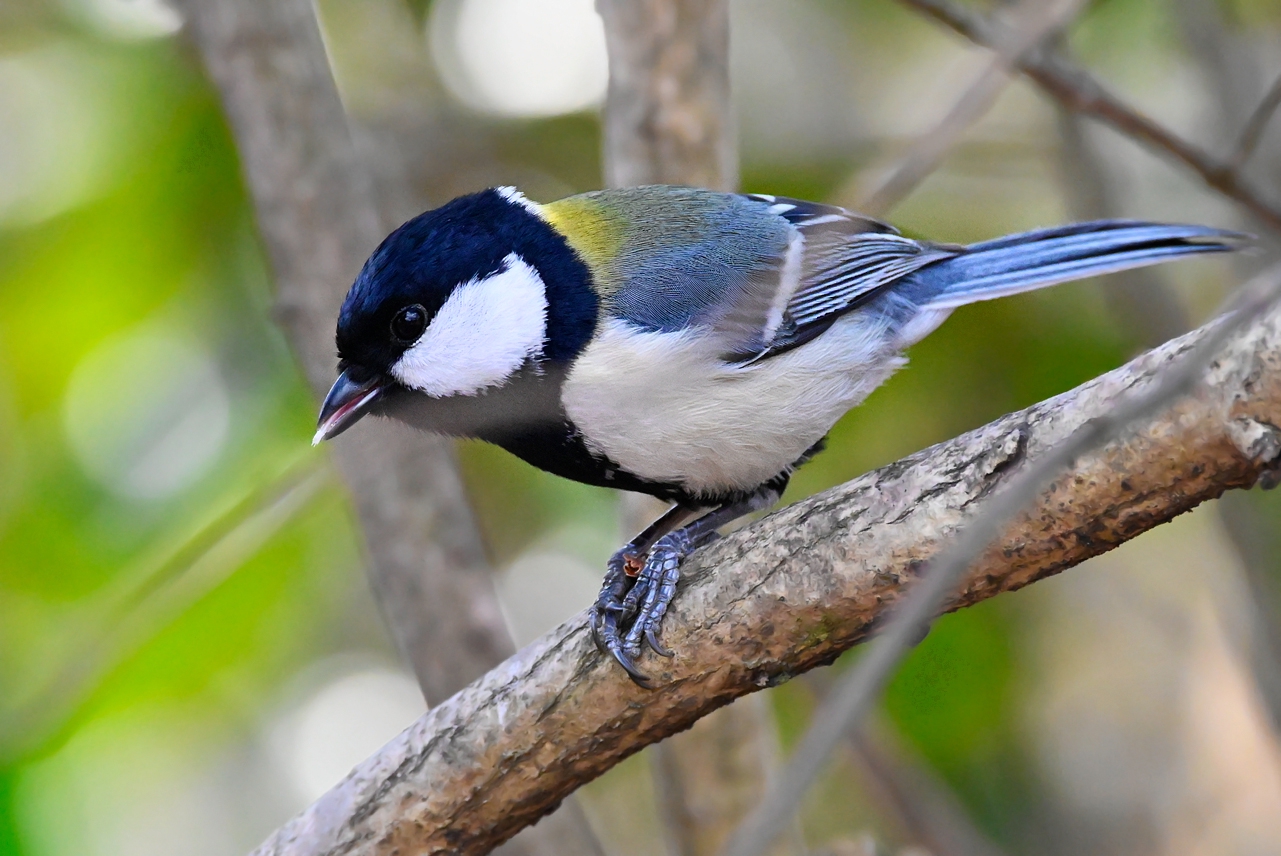 久し振りの野鳥（その2：シジュウカラ，ツグミ，ハクセキレイ