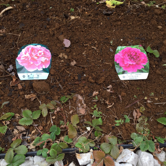 春の粧 よそおい 厨さくら Kuriya Sakura2