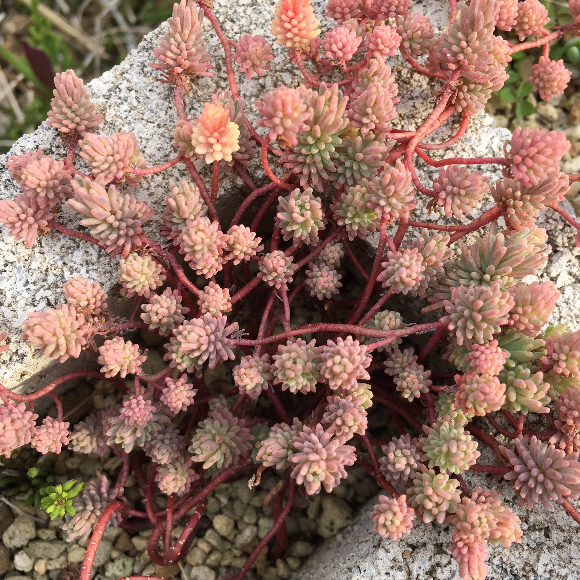 87d4887bcd2d47126c346cd4db800c