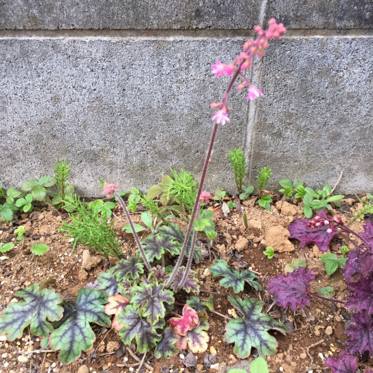 ヒューケラの花と多肉植物の大部屋 厨さくら Kuriya Sakura2