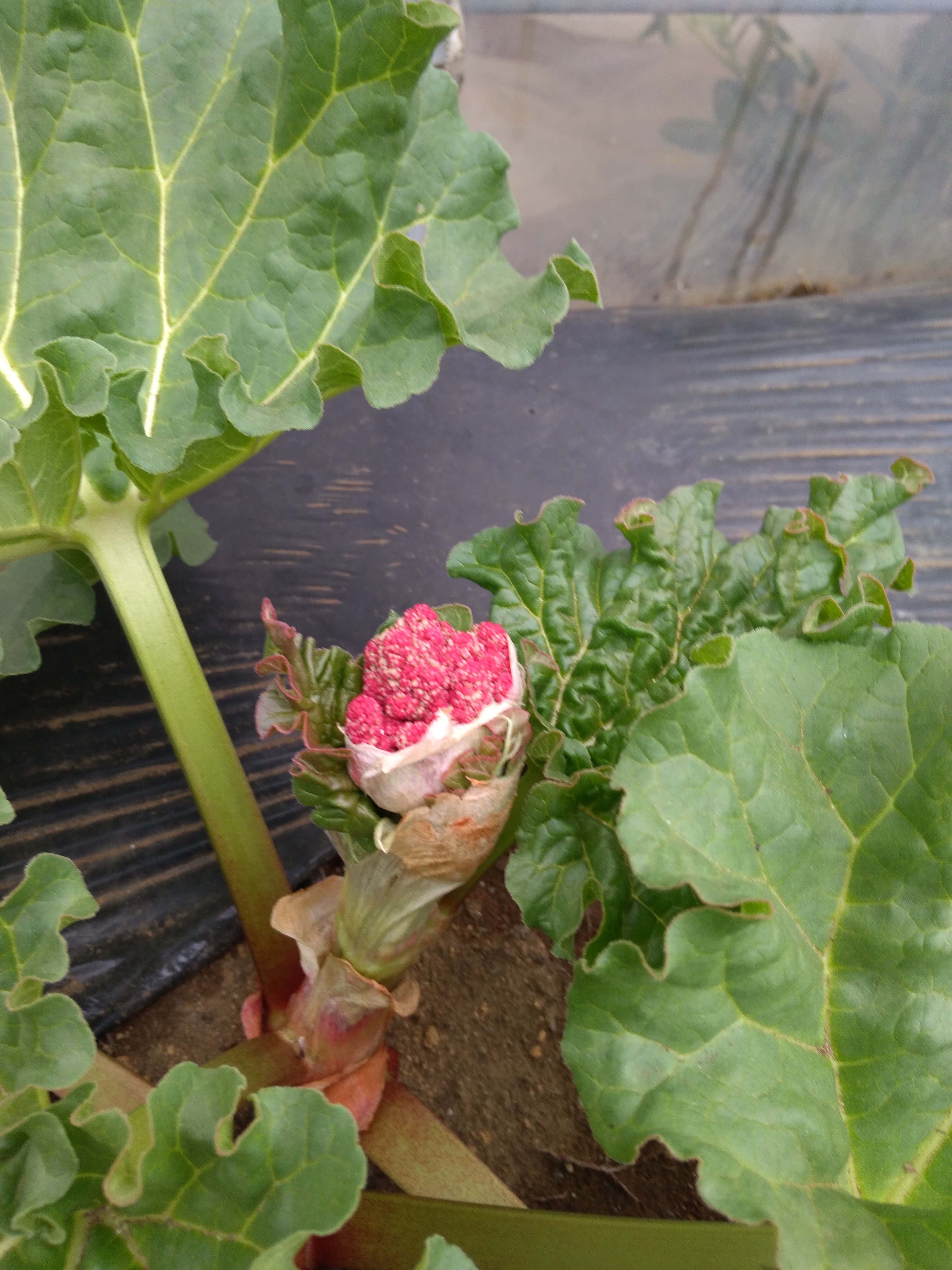 ﾙﾊﾞｰﾌﾞの花 夏野菜の苗専門店