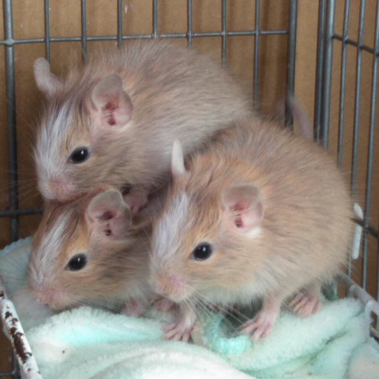 デグークリームパイドとサンドbaby K E Nohea Kamali I