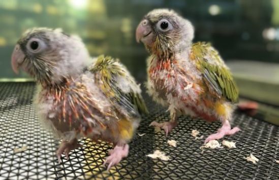 ウロコインコダイリュートbaby K E Nohea Kamali I