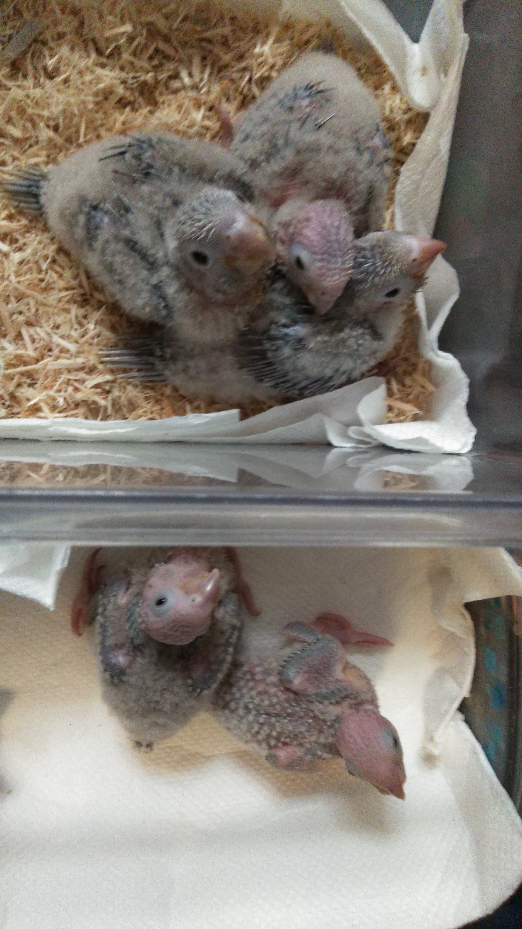 ウロコインコブルーシナモンbaby K E Nohea Kamali I