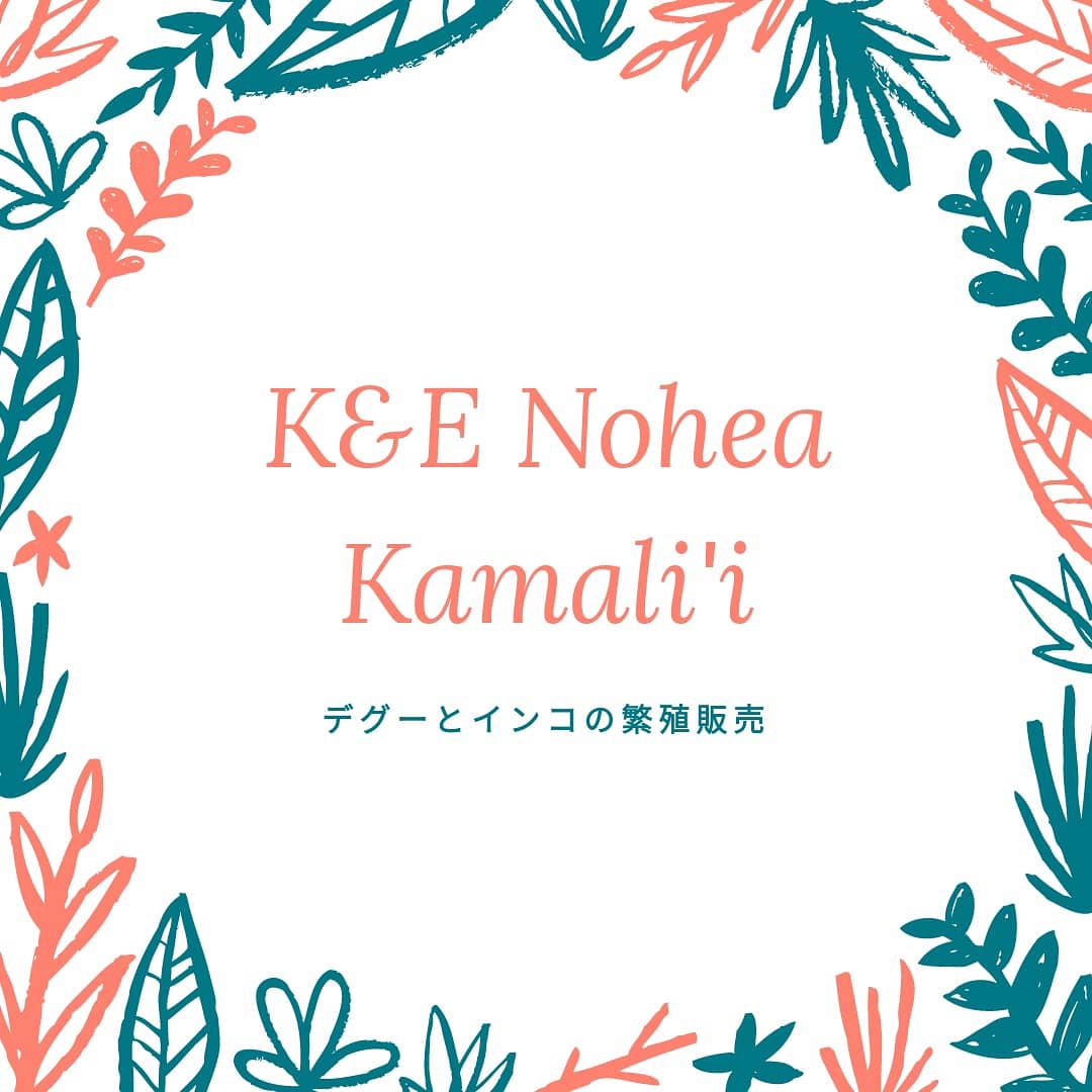 K E Nohea Kamali I