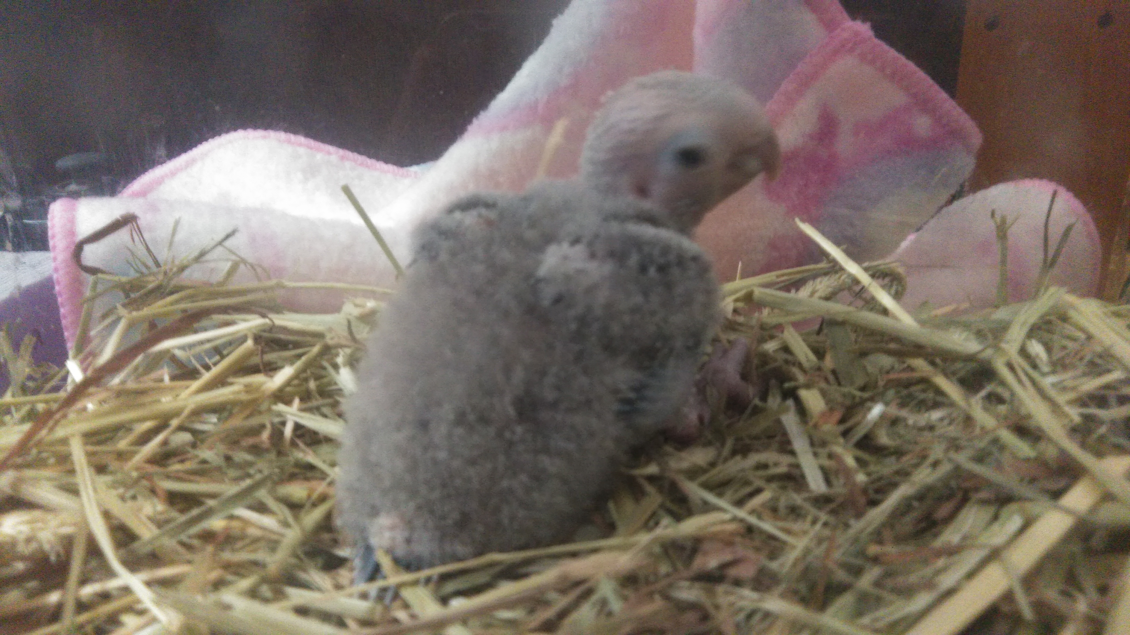 ウロコインコbaby K E Nohea Kamali I