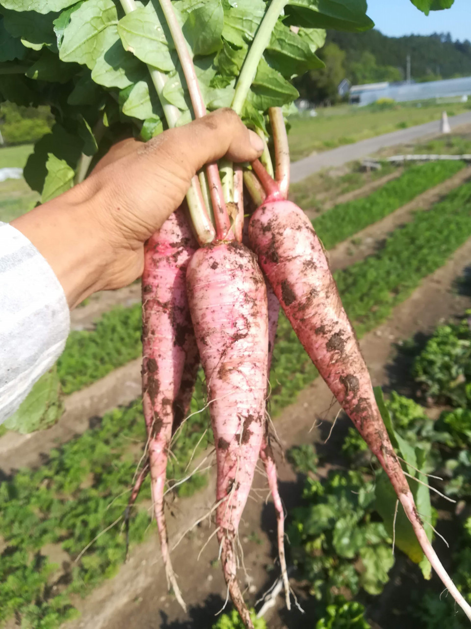 奇跡の畑 Ayumu Agri ホームページ 奇跡の畑 Ayumu Agri ホームページ
