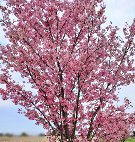陽光桜、満開です | みね山のりあき（峯山典明）公式サイト