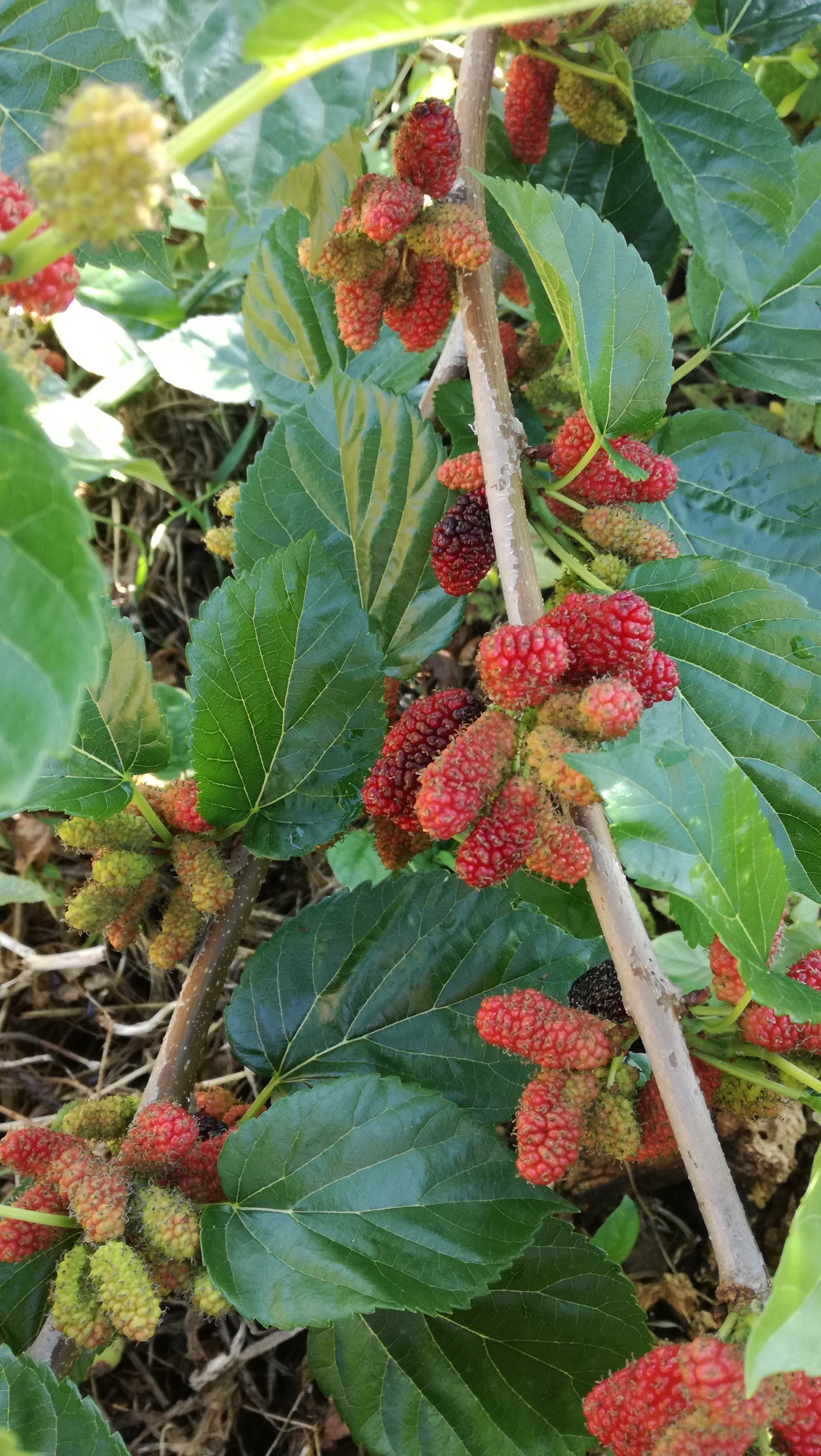 桑の実 | 小郡朝市ハッピー