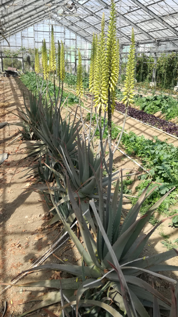 アロエベラの花 小郡ハッピー朝市