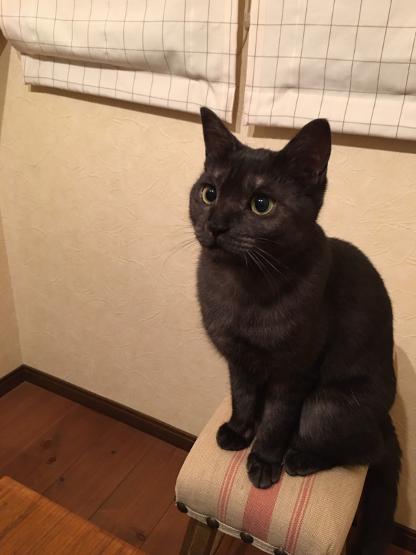 猫blog 新しい家族 リミックス