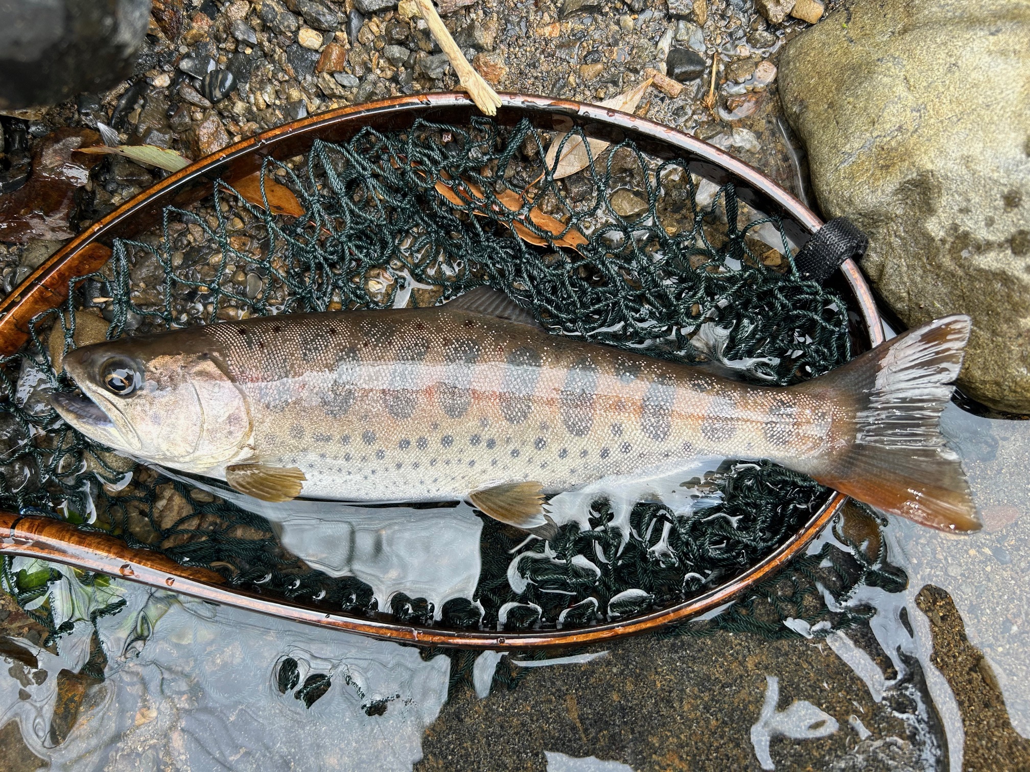 ヤマメ出品 b77701ed1bc89b6ed2e84b46dc3a0f