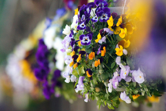 ２月１７日の寄せ植え教室のご案内 Flower Green Peanuts