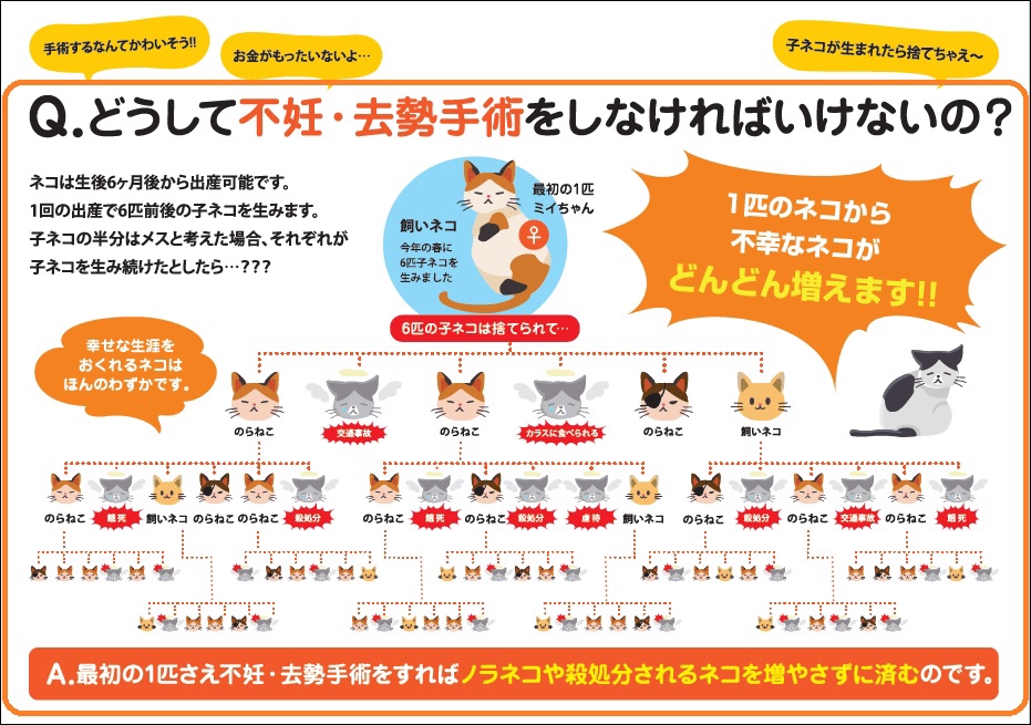 野良猫 ⇨ 地域猫（桜🌸猫）へ  魚沼アニマルサポート