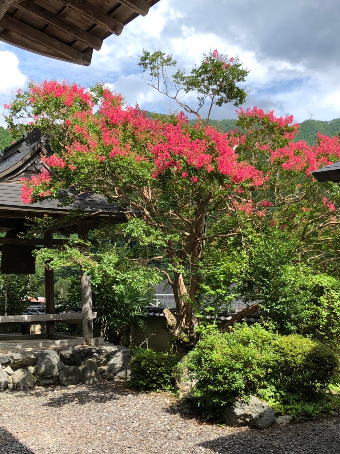 百日紅満開！ | 浄土真宗本願寺派 仏照山 光遍寺