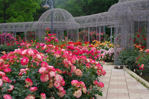 小田原フラワーガーデン開花状況 ５月２８日撮影 いせはら観光ボランティアガイド ウォーク協会