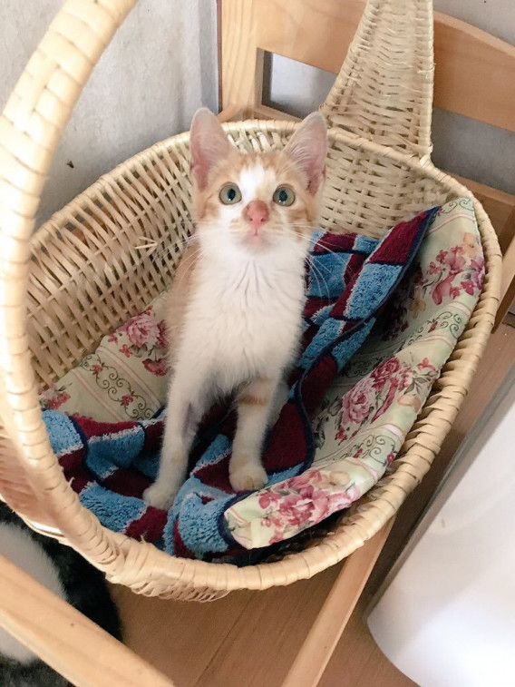 Profile ミヤネコ 宇都宮大学保護猫サークル