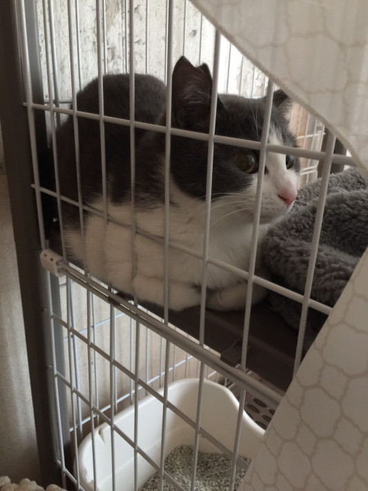 人見知り ぐれちゃん 保護ねこプロジェクト奮闘記 人見知り ぐれちゃん 保護ねこプロジェクト奮闘記