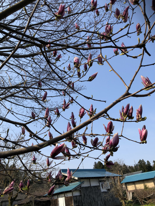 あかたにの家の桜が満開です あかたにヒュッゲ Akatani Hygge