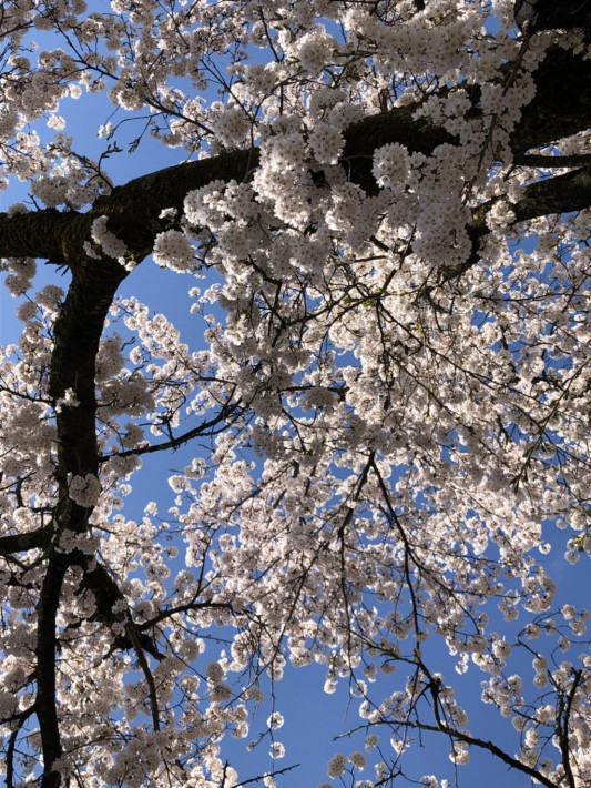 あかたにの家の桜が満開です あかたにヒュッゲ Akatani Hygge