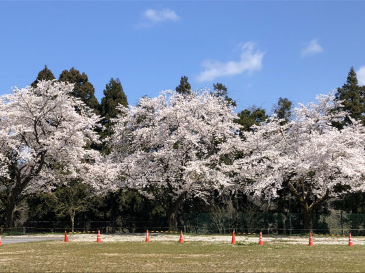 あかたにの家の桜が満開です あかたにヒュッゲ Akatani Hygge