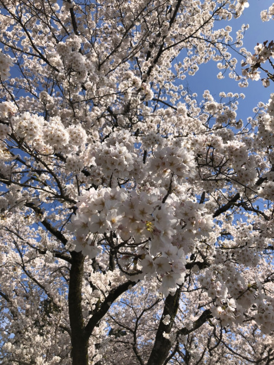 あかたにの家の桜が満開です あかたにヒュッゲ Akatani Hygge