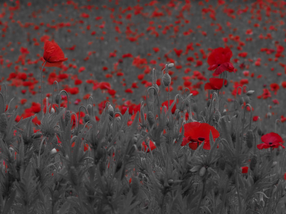ひなげしの花 Wajiajia ひなげしの花 Wajiajia