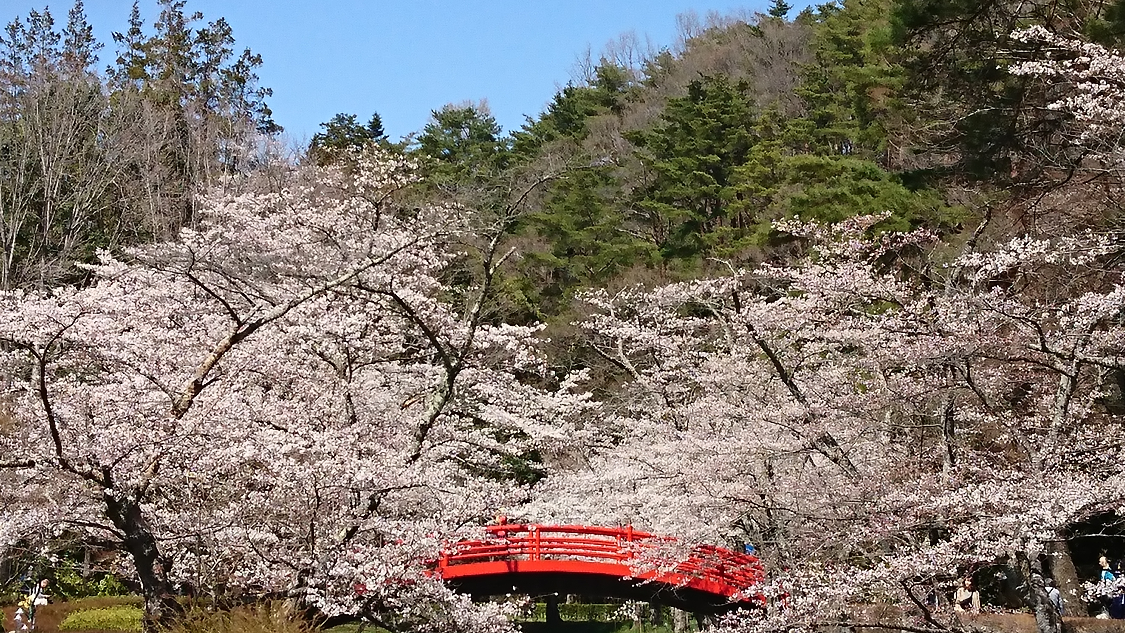 須賀川の平成最後の桜 | Sexy Zone菊池風磨担当