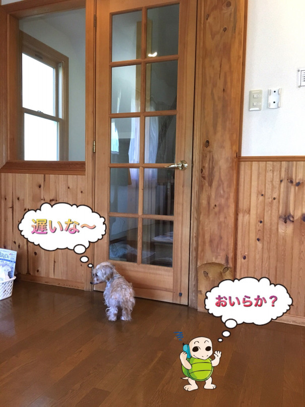 安曇野わんわんパラダイス わんことヤマト S Ownd