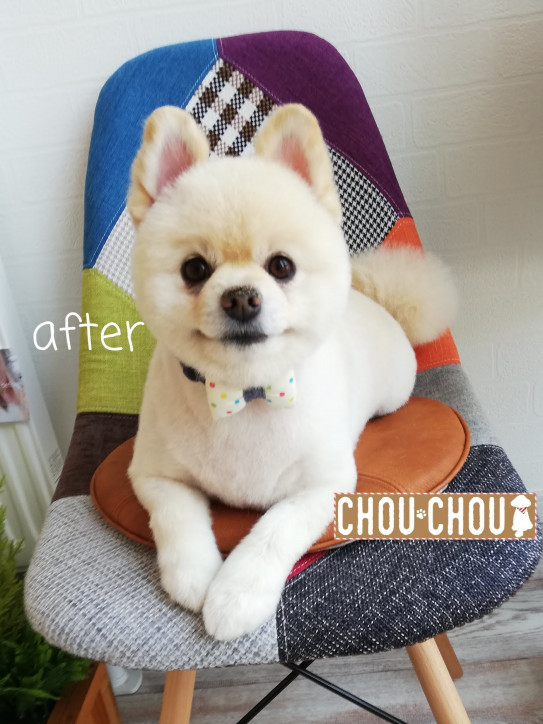 ブログ Dog Salon Chou Chou