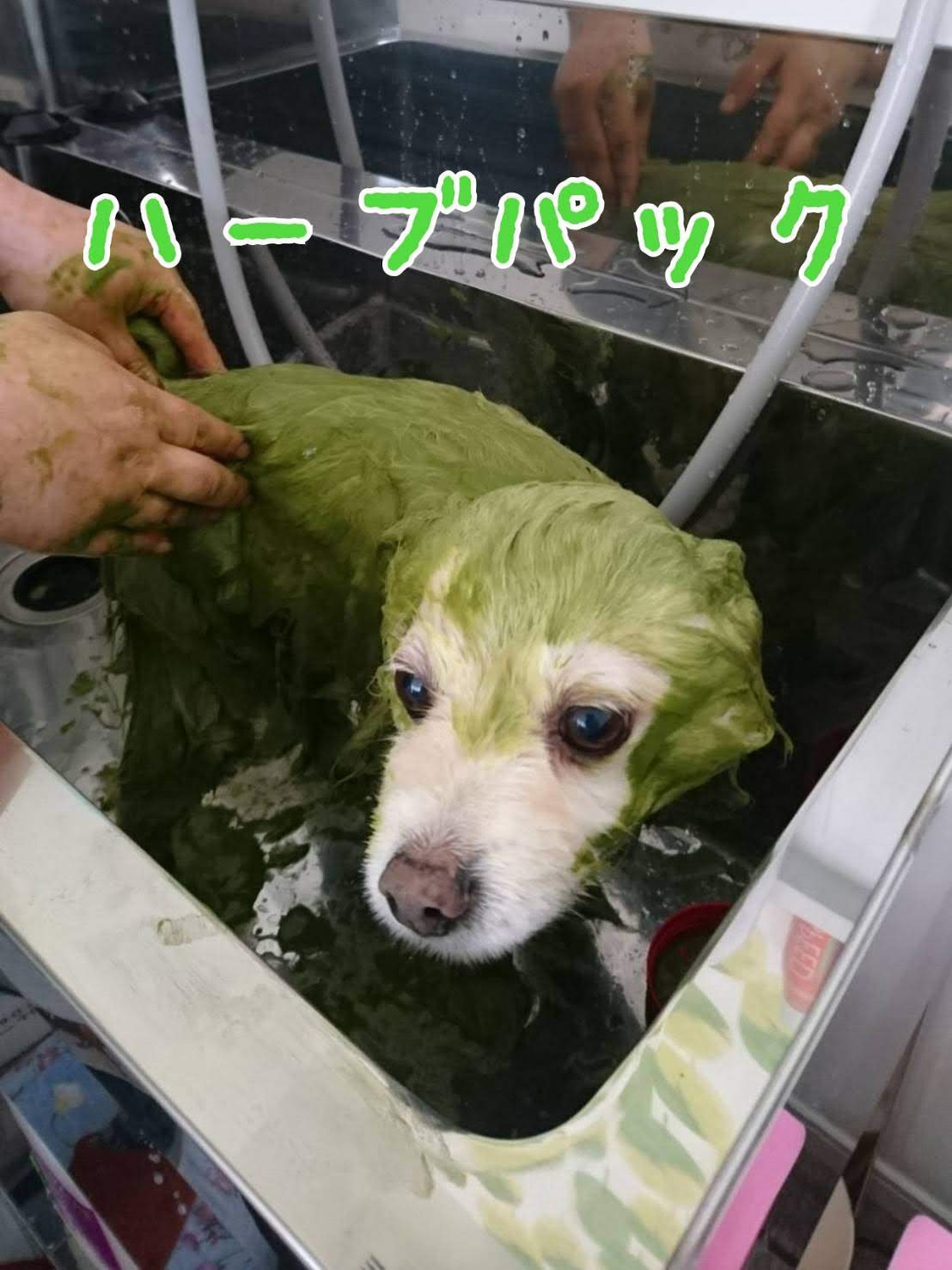 アーユルヴェーダハーブパック Dog Salon Chou Chou アーユルヴェーダハーブパック Dog Salon Chou Chou