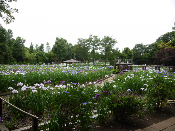 染谷菖蒲園 銀塩カメラを持って寄り道