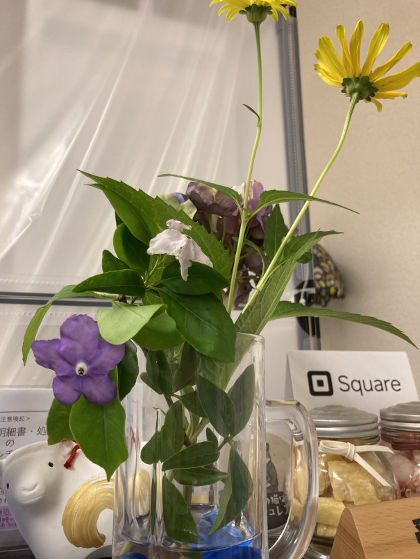 バンマツリが枯れるので蓮を備えます こころとからだ相談クリニック