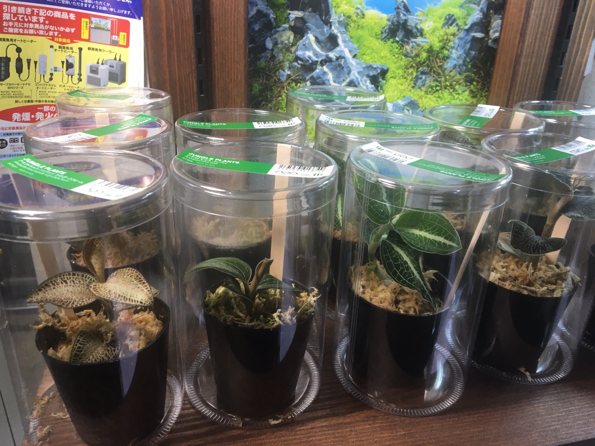 1月27日入荷情報！！ | AquariumTime