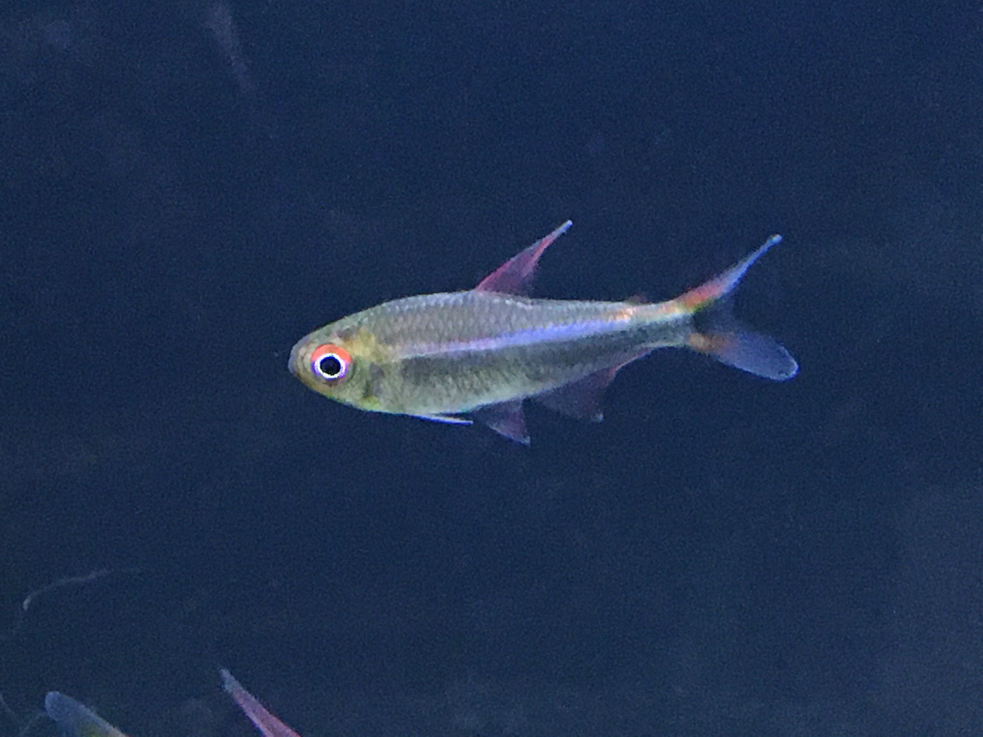 ベルセレージュ アセグラ、ナチュコン、イイチョウシ、 ファミコン、デンタル ベルセレージュ アセグラ、ナチュコン、イイチョウシ、 ファミコン