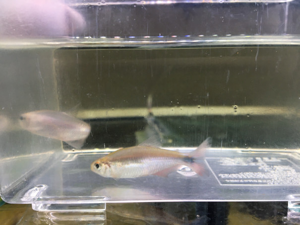 9月9日入荷情報 Aquariumtime