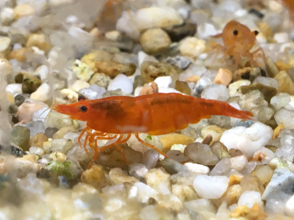 5月14日入荷情報 Aquariumtime