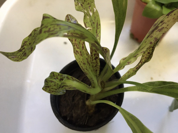 3月4日入荷情報 Aquariumtime