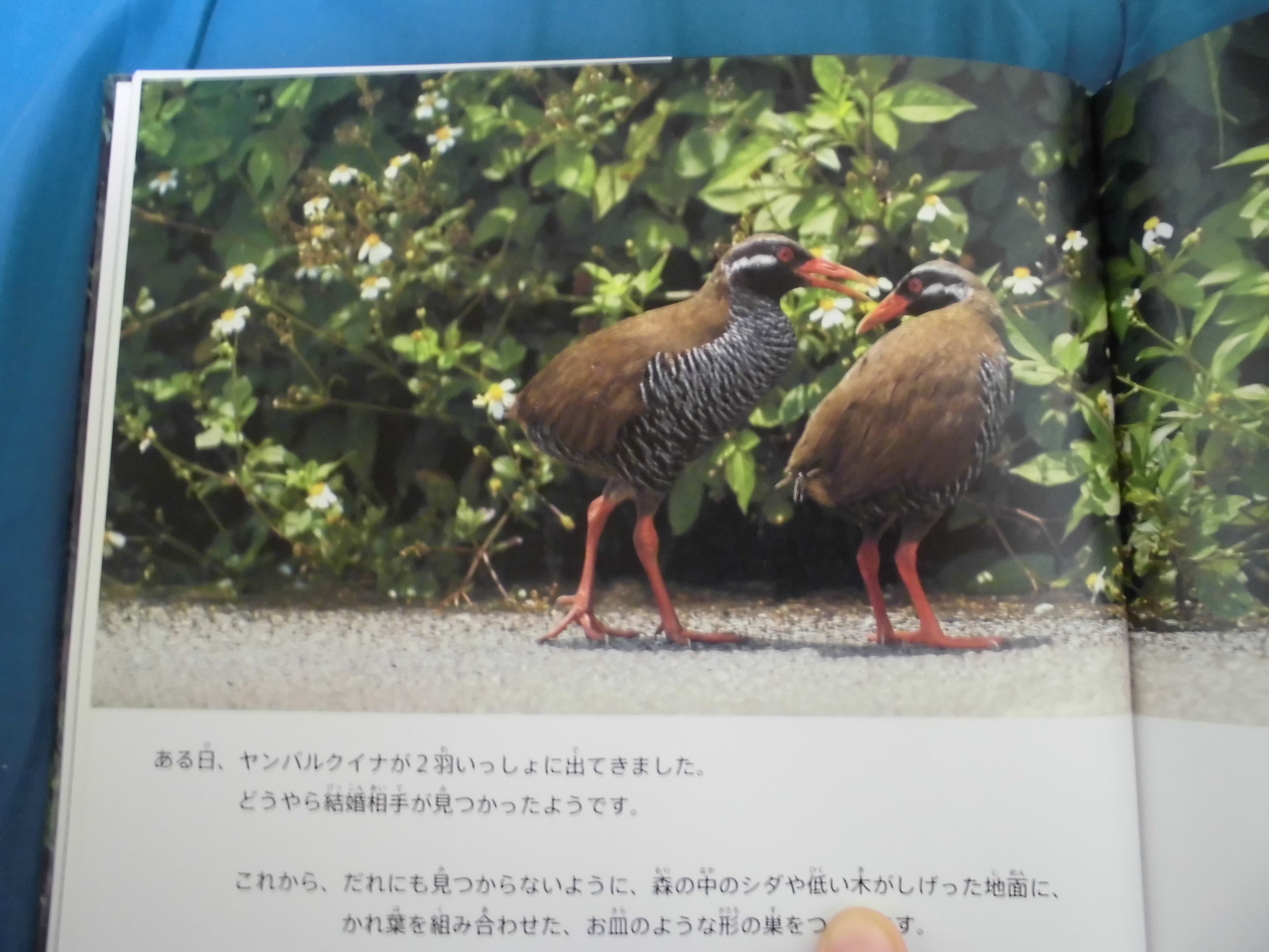 メーカー ヤンバルクイナの本 place the be must this | その他